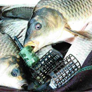 Рыба и кормушки