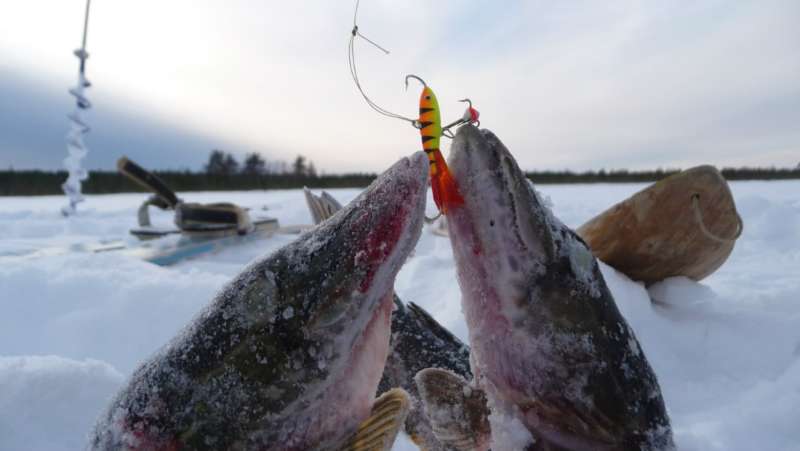 Щуки пойманы на балансир