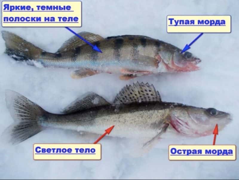 Берш и судак отличия на фото