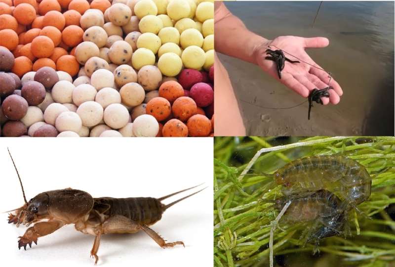 Ловля сома на донку: выбираем удилище, оснастку, наживки