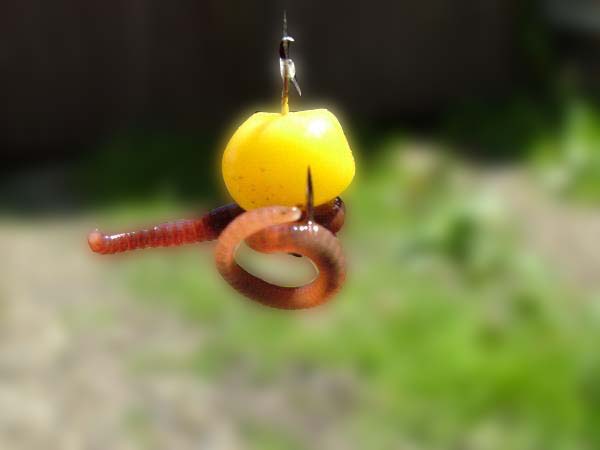 Ловля карпа в октябре - трофейная охота на фидер и донку