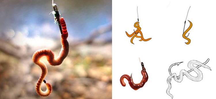 Червь мотыль