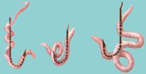 Крючки на карася - топ 5 рейтинг лучших