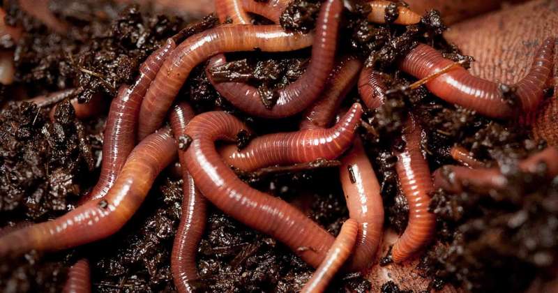 Дождевые черви
