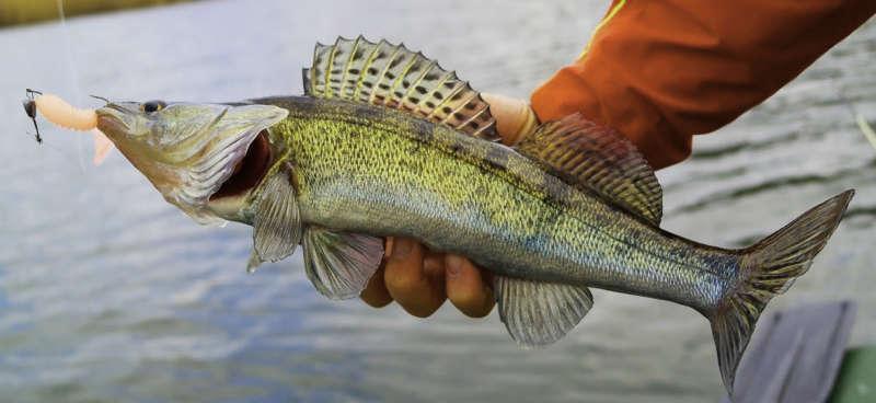 Ловля судака на джиг в отвес с лодки