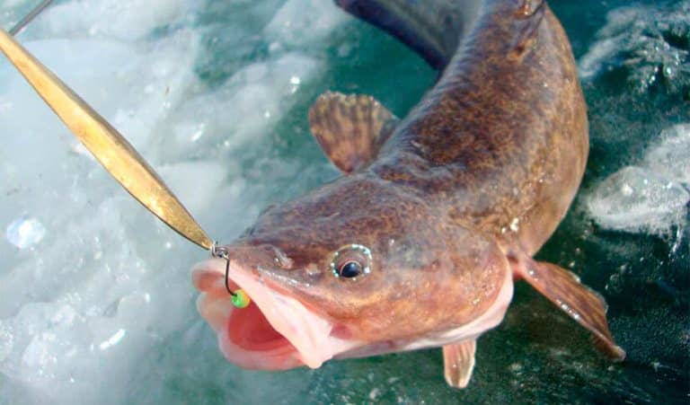 Запрет на ловлю налима на рыбинском водохранилище и области