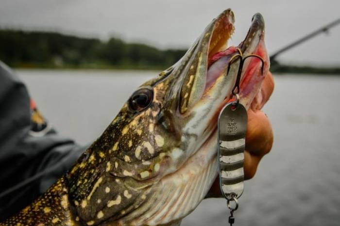 Лучшая блесна на щуку осенью ТОП 10 уловистых для спиннинга