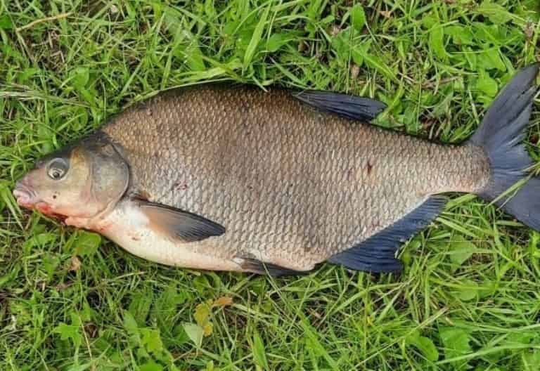 Прогноз клева рыбы в Могилеве на сегодня, завтра и неделю