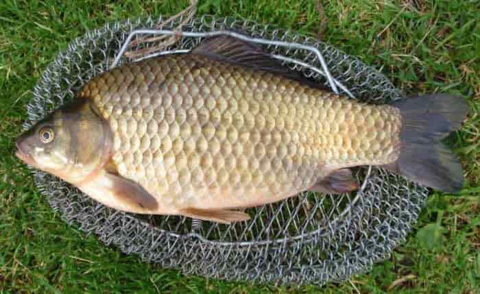 Прогноз клева рыбы в Костроме на 5дней, сегодня, завтра