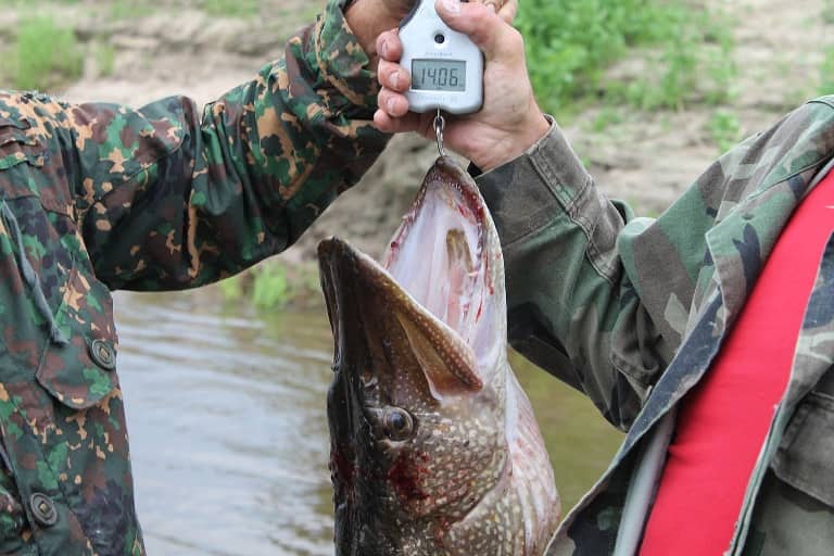 Лучшие весы для рыбалки, рейтинг ТОП 10 электронных