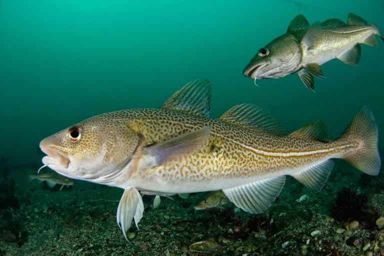 Навага что за рыба – польза и вред, рецепты, фото, отзывы