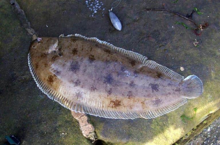 Что за рыба морской язык – рецепты, польза и вред, описание