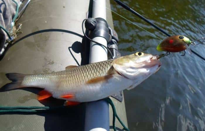 Прогноз клева рыбы в Оренбургской области на сегодня, завтра, неделю