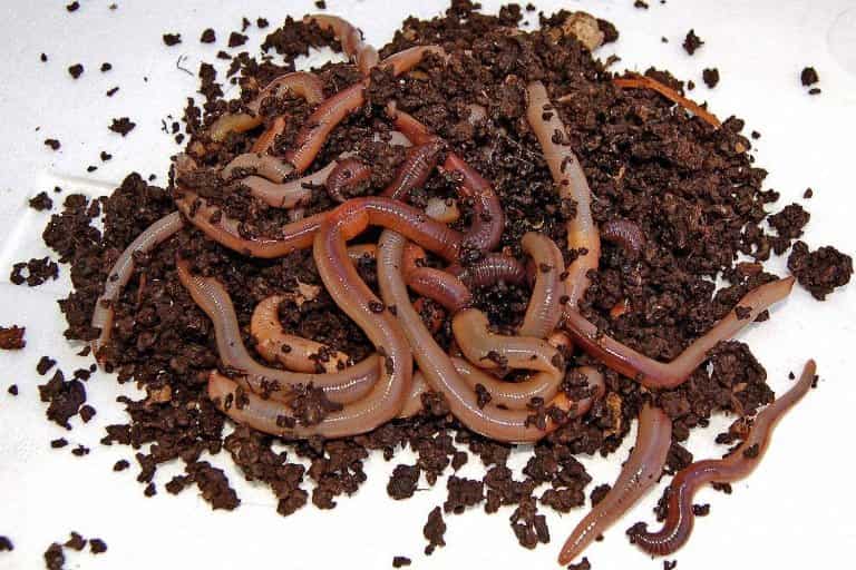 Как сохранить червей для рыбалки в домашних условиях подольше