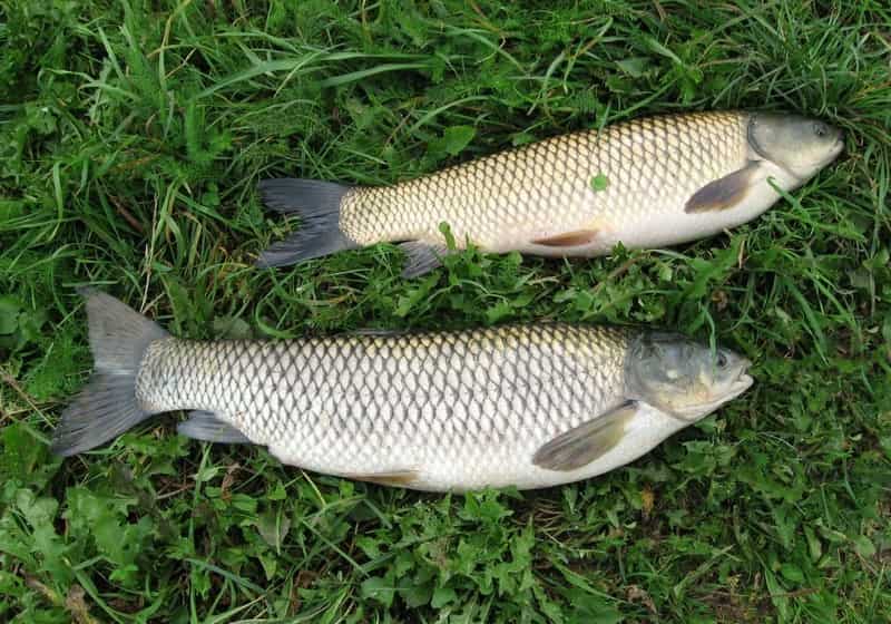 Белый амур что за рыба, фото, где водится, костлявая, польза