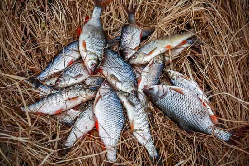 Прогноз клева рыбы в Старом Осколе на сегодня, завтра, неделю