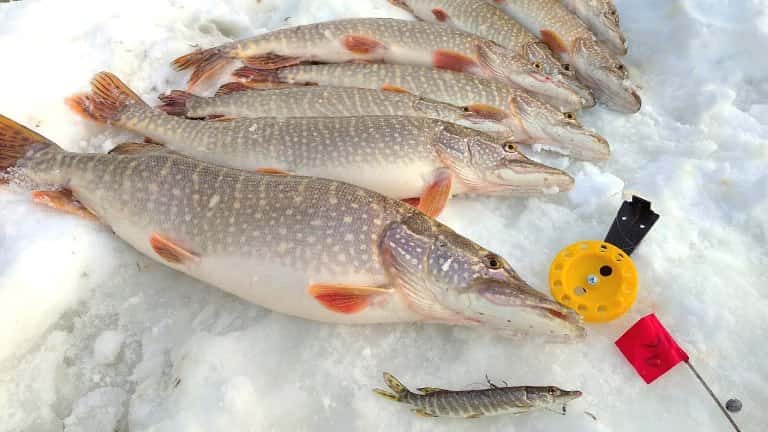 Прогноз клева рыбы на реке Оби Сузун, Камень