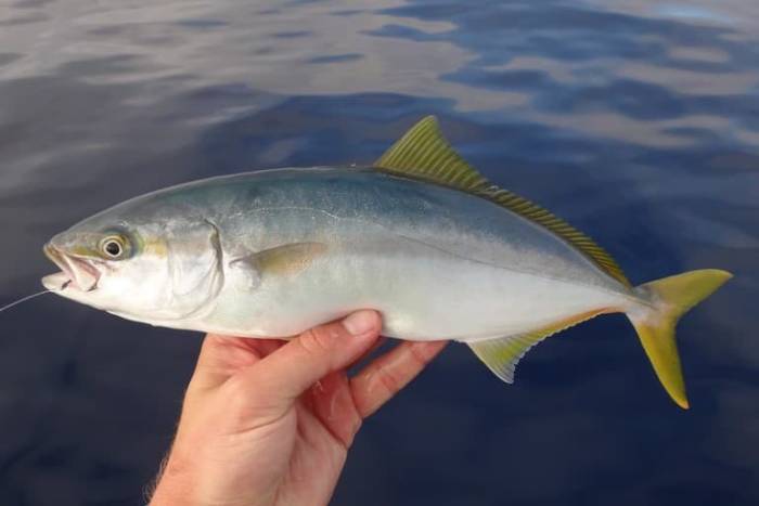 Что за рыба лакедра – как готовить, рецепты, отзывы, фото желтохвоста
