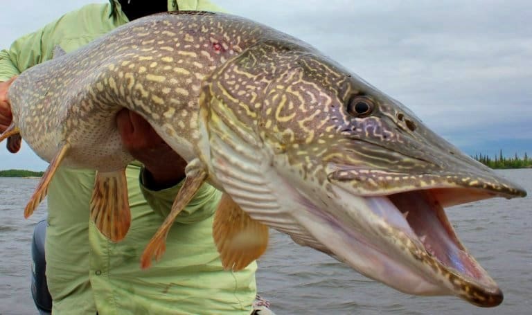 Самая большая пойманная щука в мире и в России – фото и вес