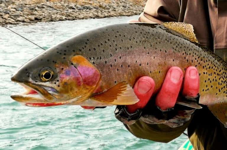 Что за рыба лосось австралийский, дикий, кахавай и мурманский