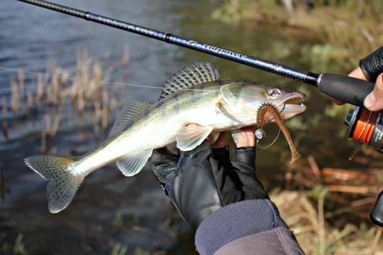 Прогноз клева судака на неделю, сегодня, завтра, областях