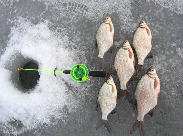 Ловля леща на течении снасти с берега и лодки