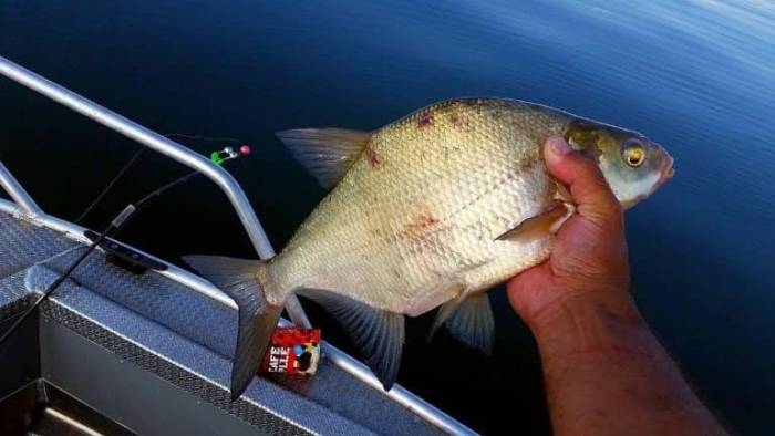 Снасти для ловли леща с лодки, описание, оснастка, советы