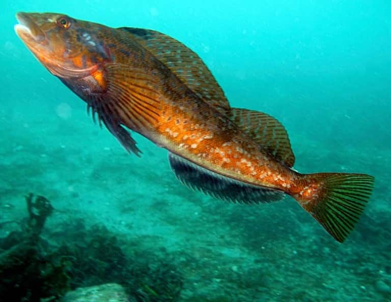 Терпуг что за рыба - как готовить, среда обитания, отзывы, польза