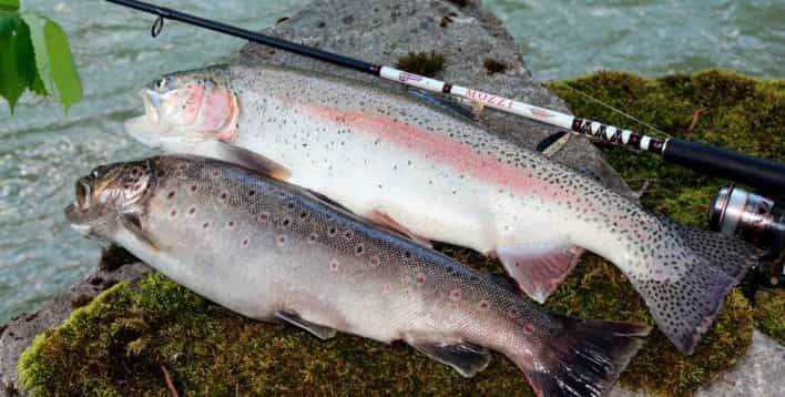 Прогноз клева форели в Подмосковье на платниках на неделю