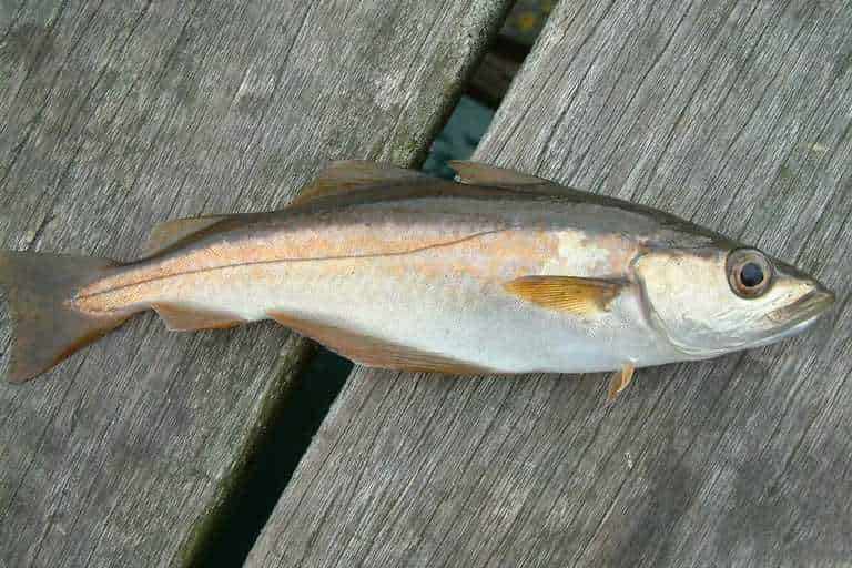 Что за рыба сайда – как готовить, рецепты, отзывы, фото, цена