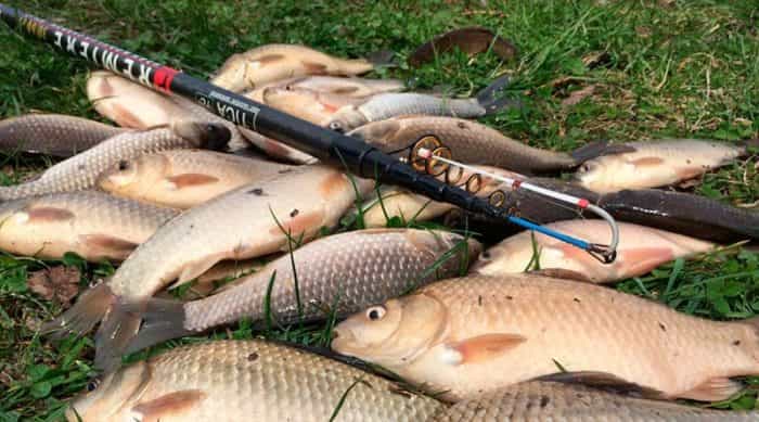 Прогноз клева в Рязанской области на сегодня, завтра, неделю