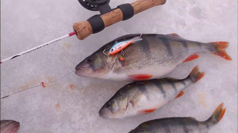 Прогноз клева в Витебске на Двине на 5 дней в районе и области