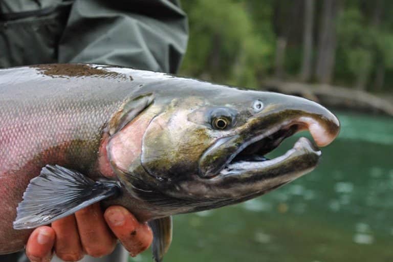 Кижуч что за рыба, как готовить, много ли костей, рецепты