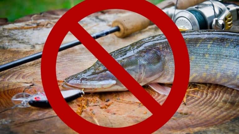 Запрет на ловлю щуки - с какого числа в областях и регионах