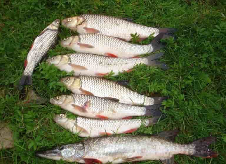 Прогноз клева рыбы в Уфе на сегодня, завтра, 3 дня, 5 дней