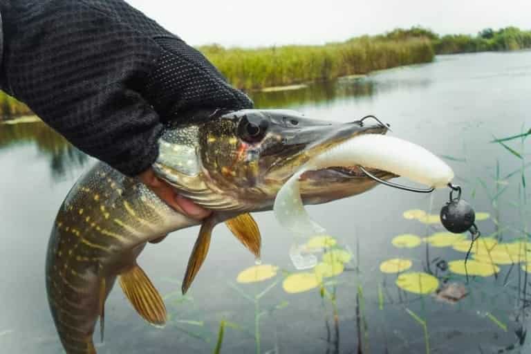 Прогноз клева рыбы в Нижегородской области и Нижнем Новгороде