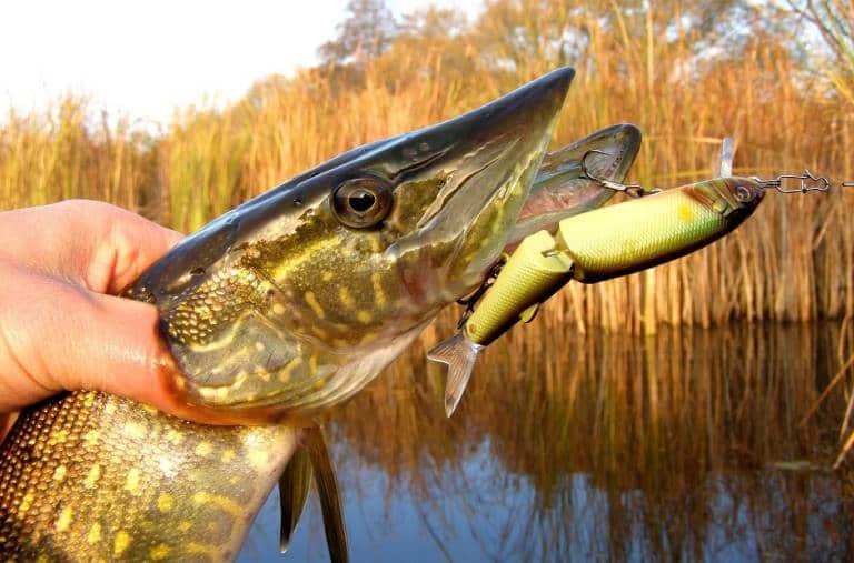 В какое время суток лучше ловить щуку на спиннинг осенью