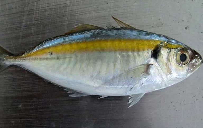 Что за рыба желтый полосатик, где водится, фото, как выглядит