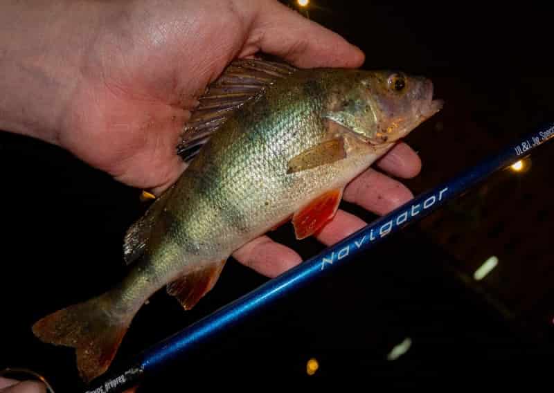 Клюет ли ночью окунь на спиннинг – снасти для ловли и приманка