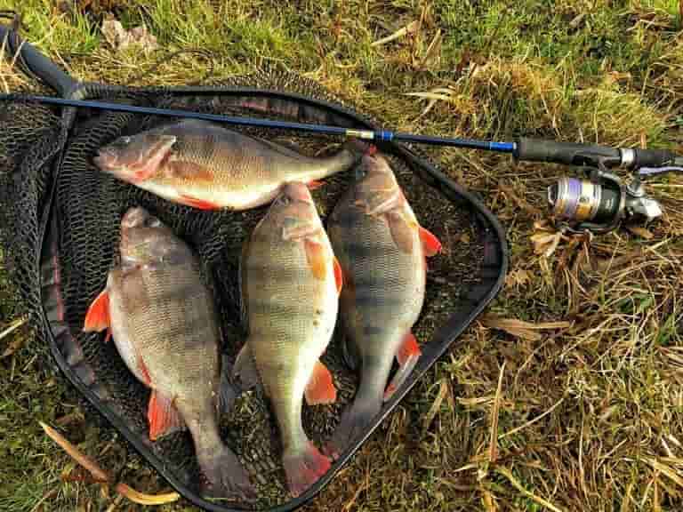 Прогноз клева в Саратовской области сегодня, завтра, Петровск, Новозахаркино