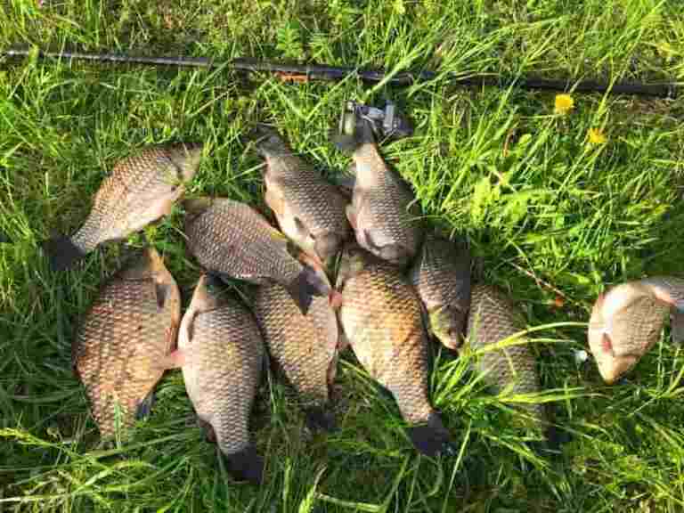 Прогноз клева в Липецкой области на сегодня, завтра, неделю