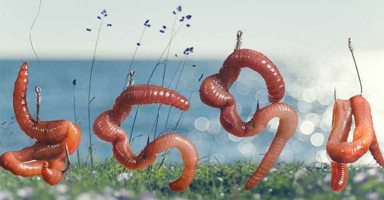 Как правильно насадить червя на крючок – на сома, карпа, удочку