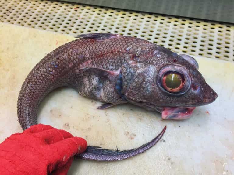 Что за рыба макрурус (макрорус) - как готовить, отзывы, фото, рецепты