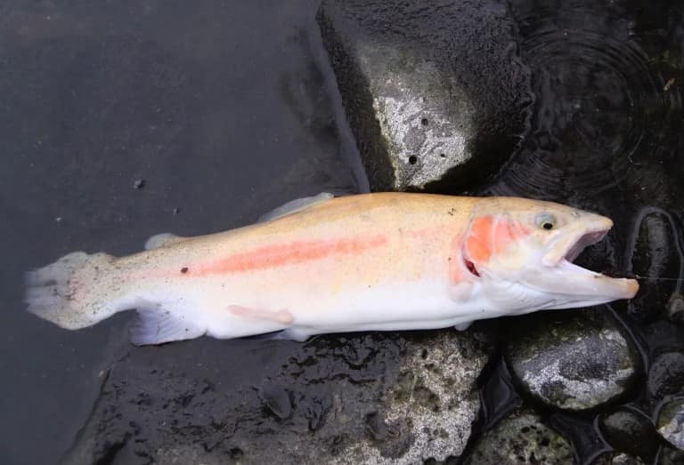 Что за рыба белая форель – как готовить, рецепты, отзывы, фото