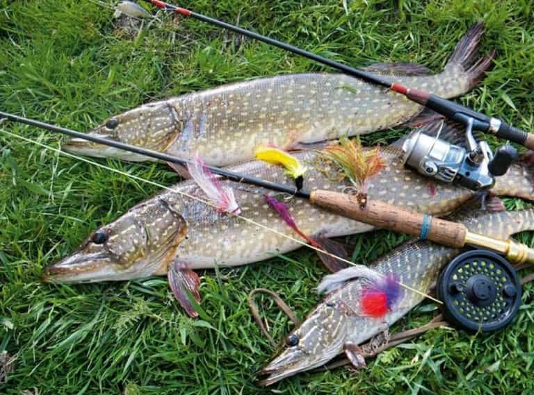 В какое время суток лучше ловить щуку на спиннинг осенью