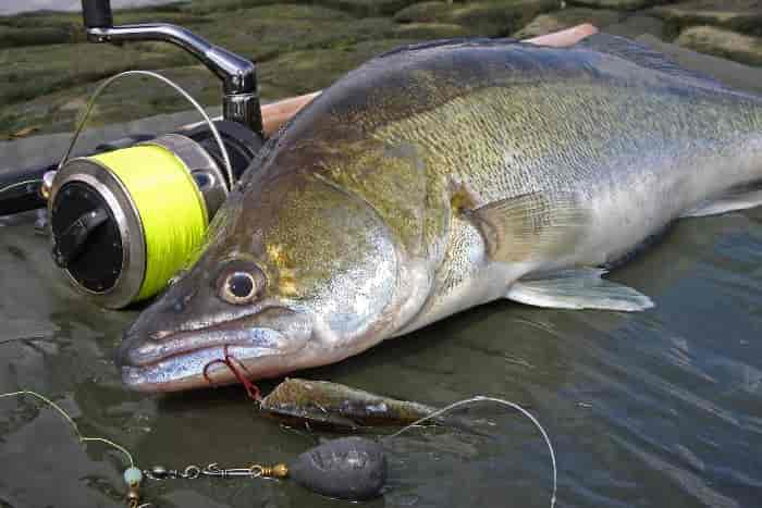 Оснастка на судака с берега с живцом – монтаж донки, ловля