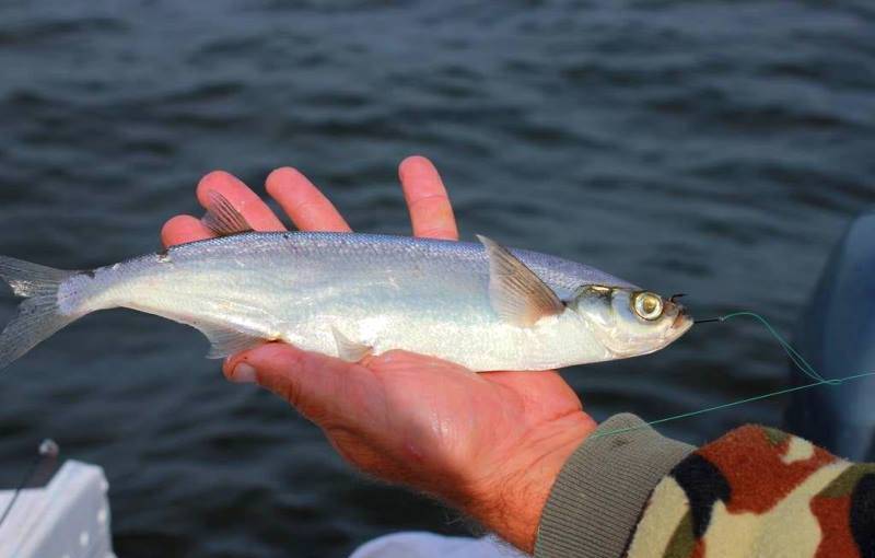 Ловля чехони летом на бомбарду, резинку, удочку