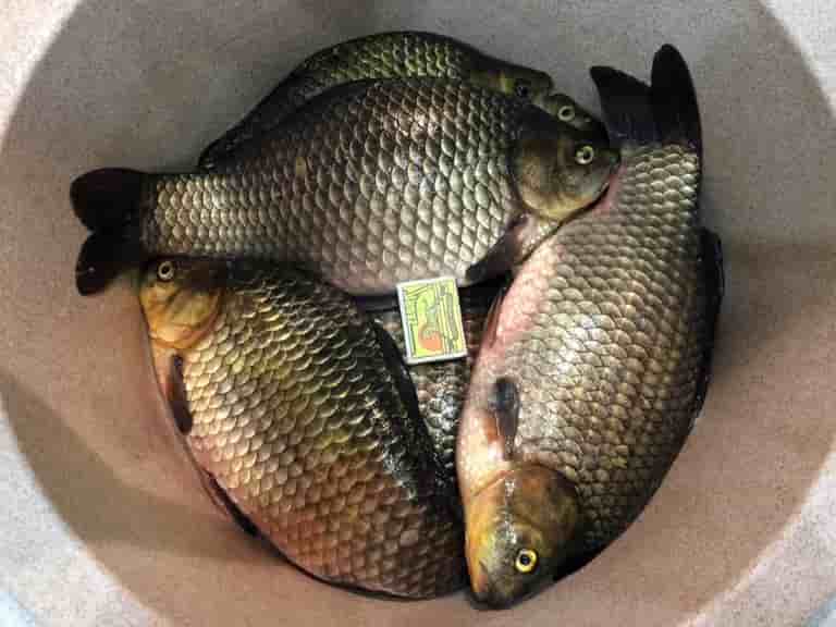 Прогноз клева рыбы в Уфе на сегодня, завтра, 3 дня, 5 дней