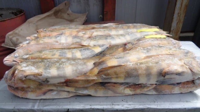 Терпуг что за рыба - как готовить, среда обитания, отзывы, польза