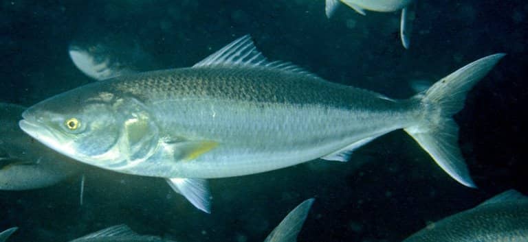 Что за рыба лосось австралийский, дикий, кахавай и мурманский